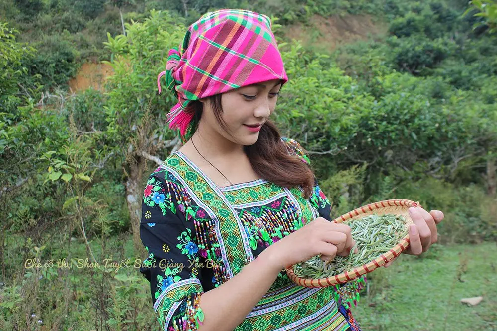 Ch&egrave; Shan tuyết suối Gi&agrave;ng - Thức qu&agrave; từ thi&ecirc;n nhi&ecirc;n 9
