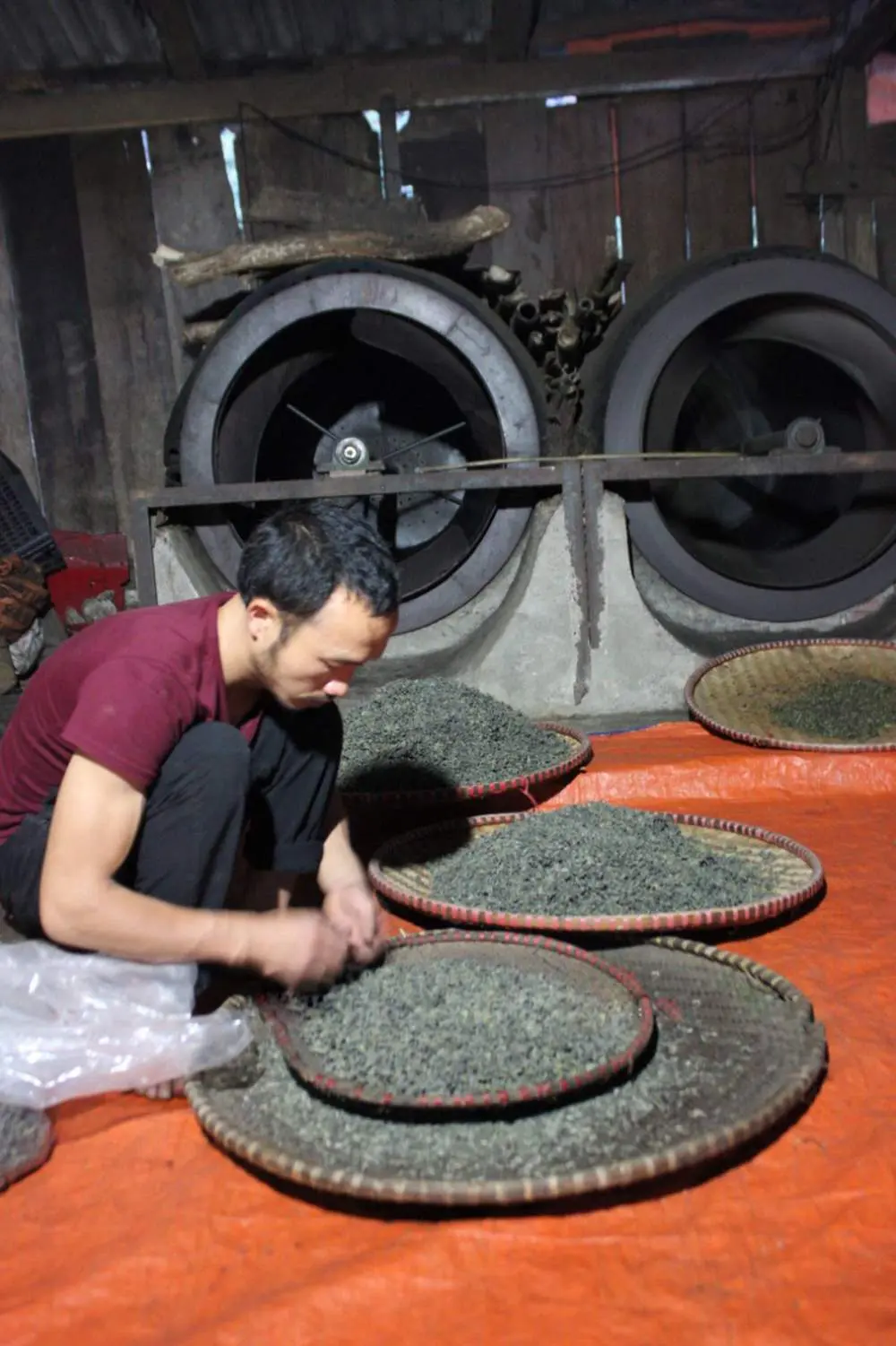 Ch&egrave; Shan tuyết suối Gi&agrave;ng - Thức qu&agrave; từ thi&ecirc;n nhi&ecirc;n 8
