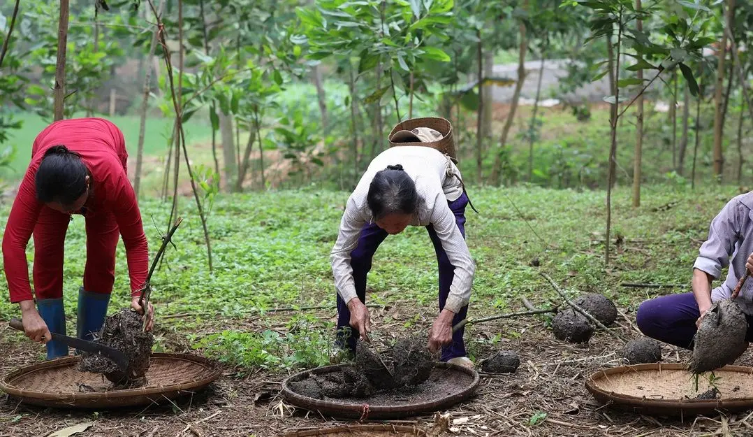 Khám phá đặc sản Trứng kiến Yên Bái - Món ngon không tưởng từ miền Tây Bắc 3
