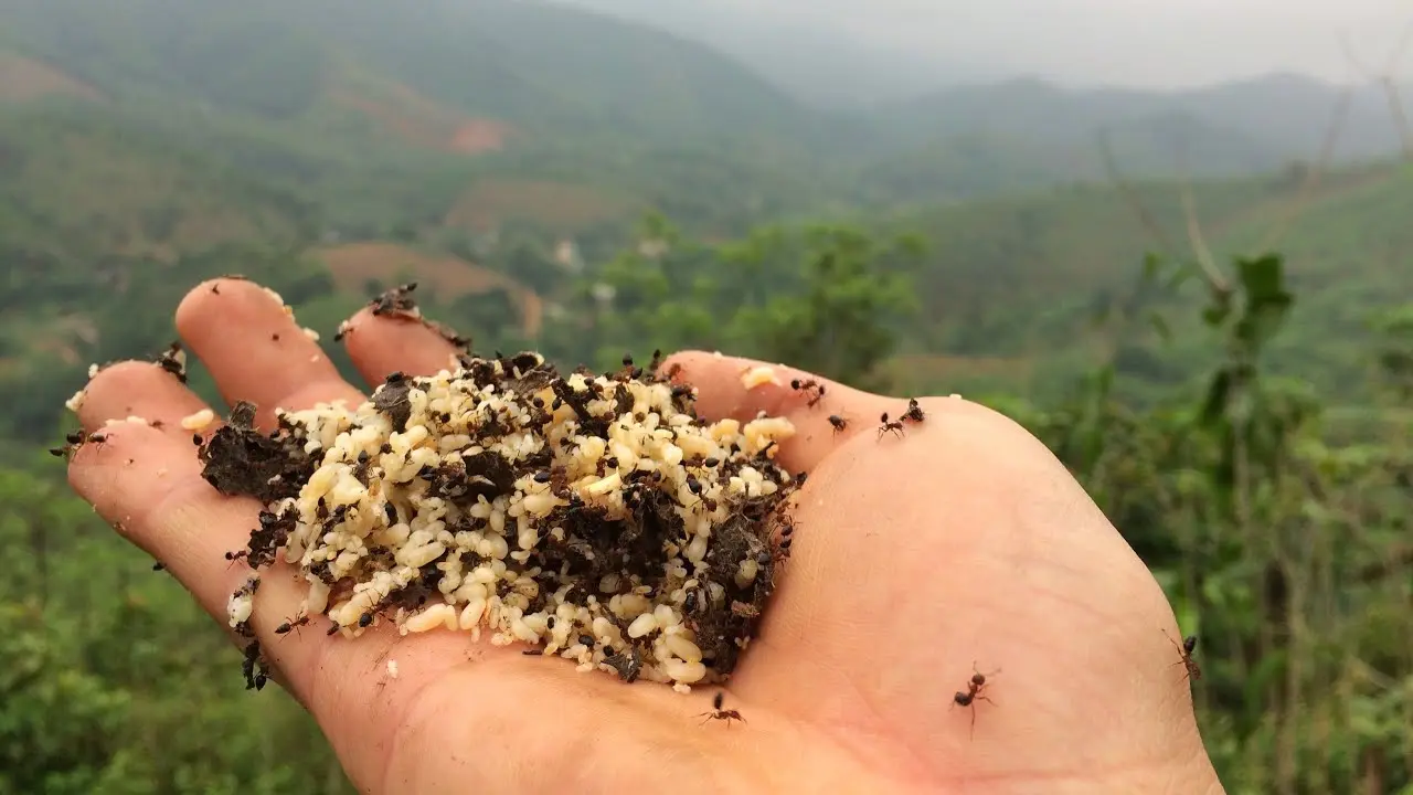 Khám phá đặc sản Trứng kiến Yên Bái - Món ngon không tưởng từ miền Tây Bắc 2