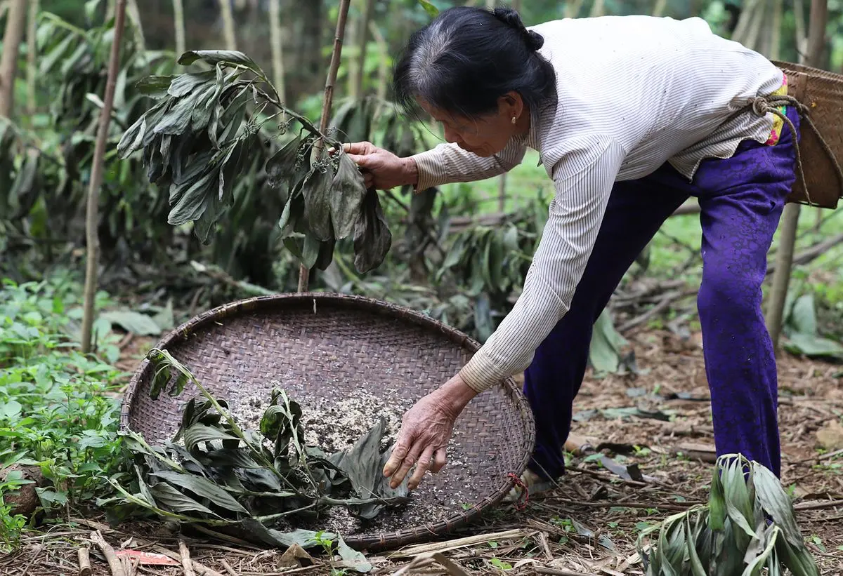 Khám phá đặc sản Trứng kiến Yên Bái - Món ngon không tưởng từ miền Tây Bắc 4