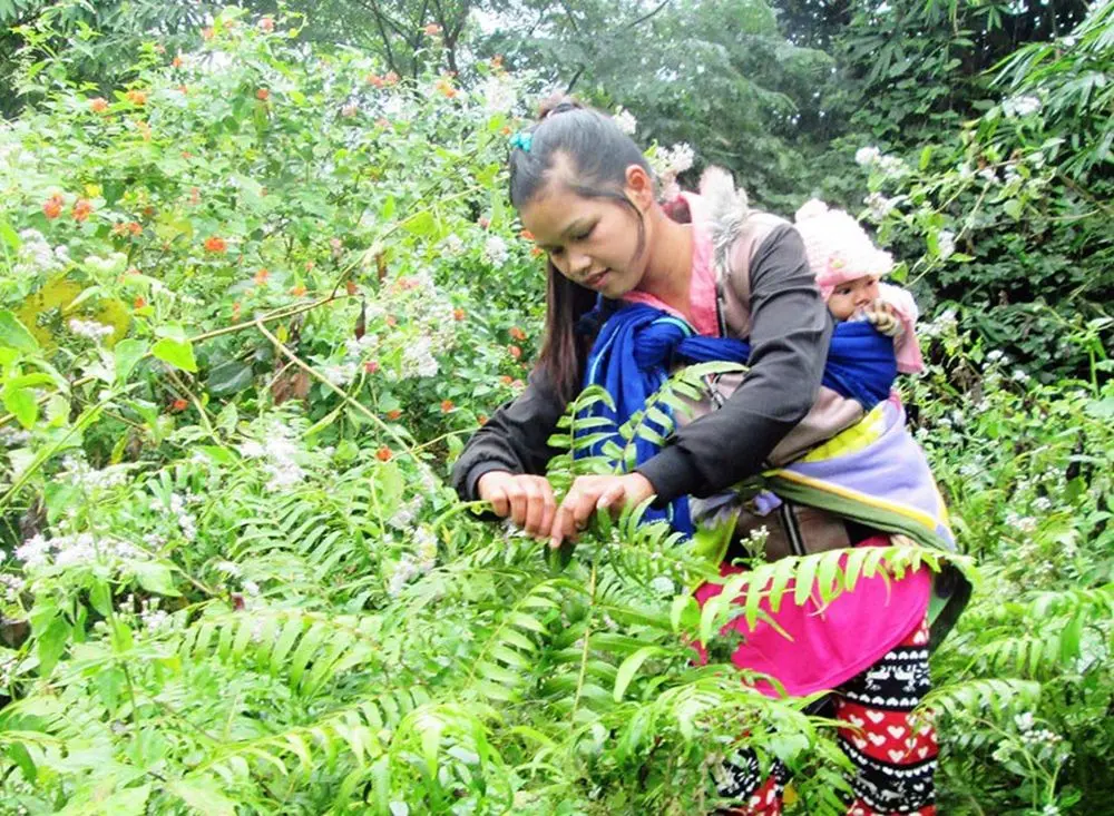 Kh&aacute;m Ph&aacute; Rau Dớn Mường L&ograve; &ndash; Đặc Sản N&uacute;i Rừng T&acirc;y Bắc Kh&ocirc;ng Thể Bỏ Lỡ 6