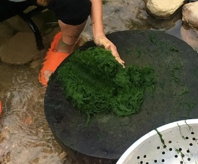 R&ecirc;u suối Mường L&ograve; Y&ecirc;n B&aacute;i v&agrave; sự t&iacute;ch b&ecirc;n d&ograve;ng s&ocirc;ng Thia 2
