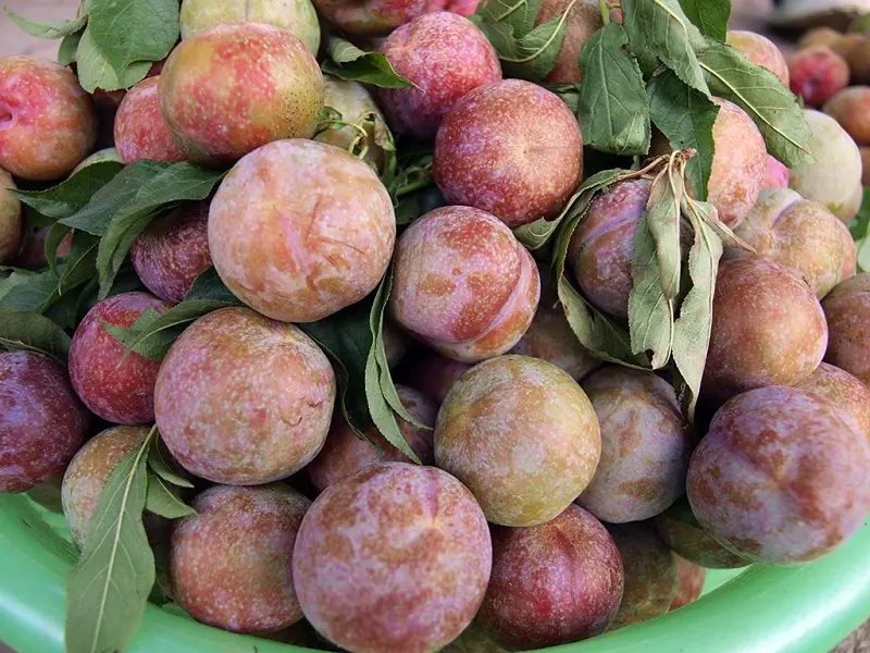 Top 15 đặc sản Yên Bái độc đáo đậm chất núi rừng 12