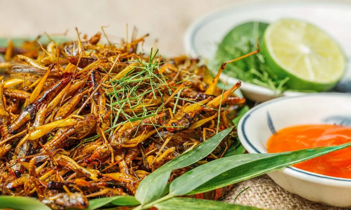 Dế mèn chiên Yên Bái - Món đặc sản độc lạ rất được lòng thực khách