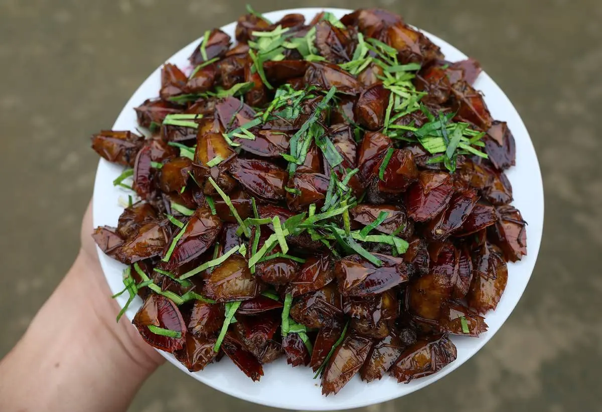 Độc đáo Bọ xít chiên giòn Yên Bái khi vào mùa hoa nhãn