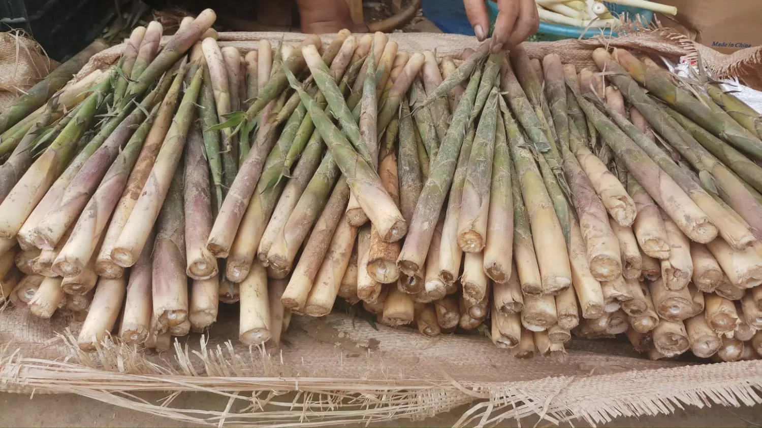 Thưởng thức đặc sản núi rừng Măng sặt của vùng đất Yên Bái