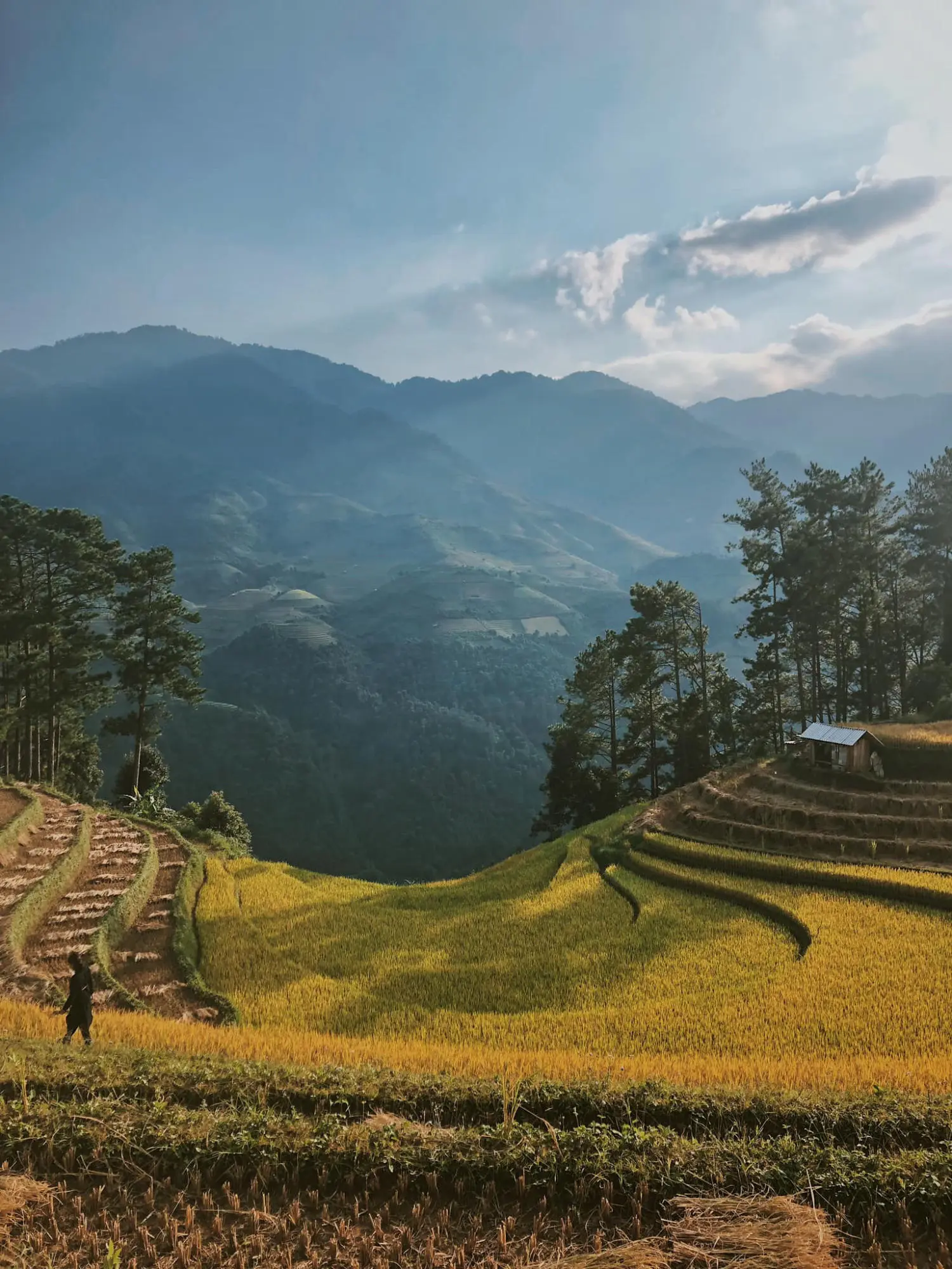 Chiêm ngưỡng Mù Cang Chải cuối mùa lúa chín đẹp say đắm lòng người 11