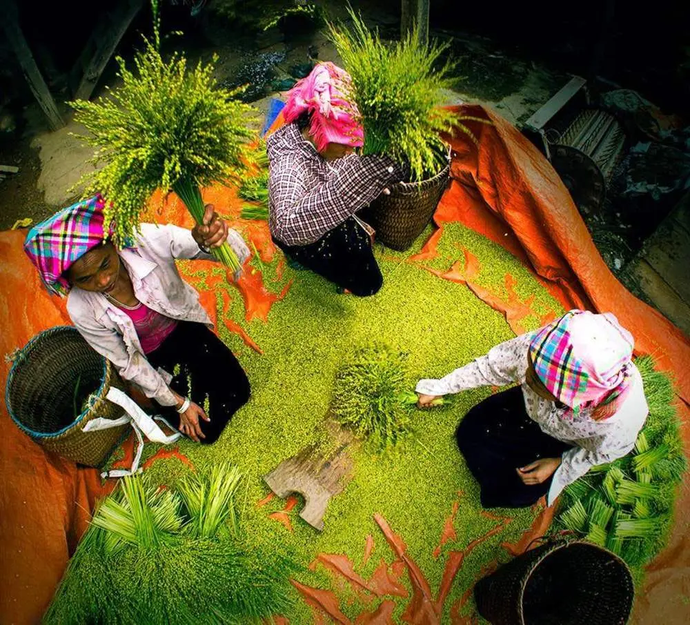 Hương cốm T&uacute; Lệ ng&agrave;y m&ugrave;a - Thức qu&agrave; ch&acirc;n phương của người Th&aacute;i 7
