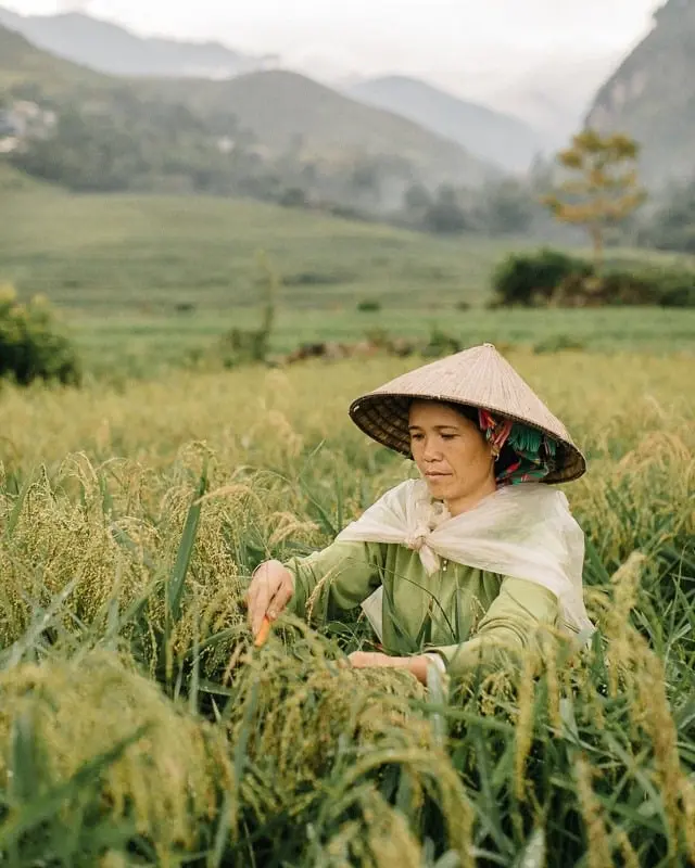 Hương cốm T&uacute; Lệ ng&agrave;y m&ugrave;a - Thức qu&agrave; ch&acirc;n phương của người Th&aacute;i 5