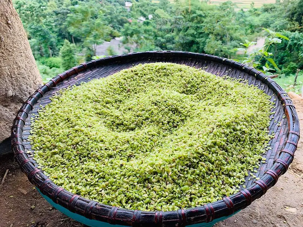 Hương cốm T&uacute; Lệ ng&agrave;y m&ugrave;a - Thức qu&agrave; ch&acirc;n phương của người Th&aacute;i 9