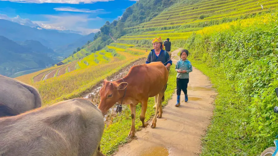 Kh&aacute;m ph&aacute; C&aacute;c thửa ruộng bậc thang M&ugrave; Cang Chải đẹp đắm say 6