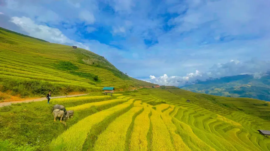 Kh&aacute;m ph&aacute; C&aacute;c thửa ruộng bậc thang M&ugrave; Cang Chải đẹp đắm say 5