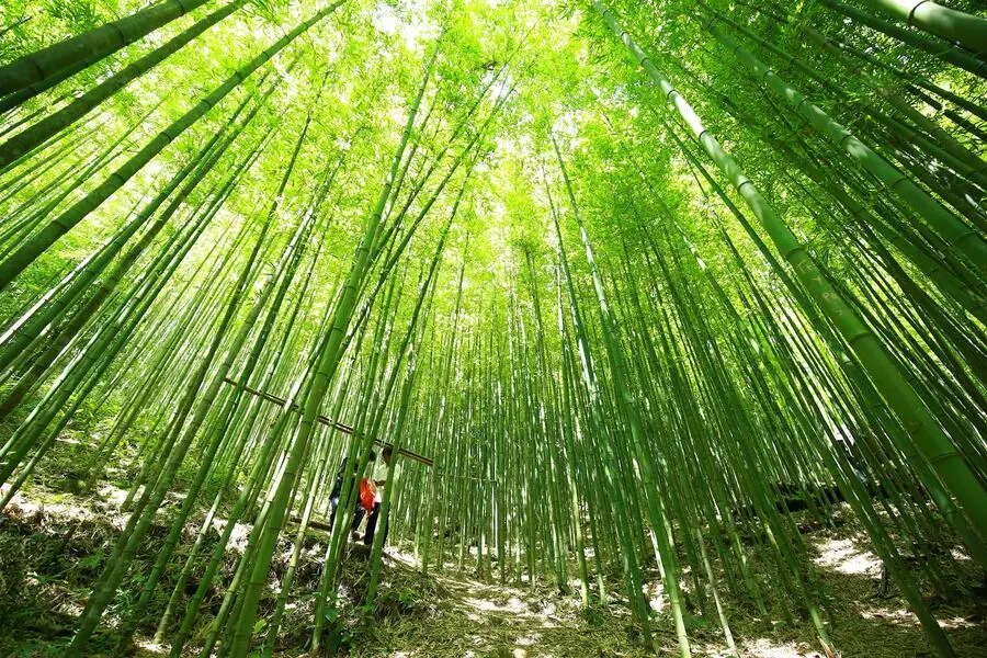 Kh&ocirc;ng gian si&ecirc;u thực của Rừng tr&uacute;c P&uacute;ng Lu&ocirc;ng giữa n&uacute;i rừng Y&ecirc;n B&aacute;i 6