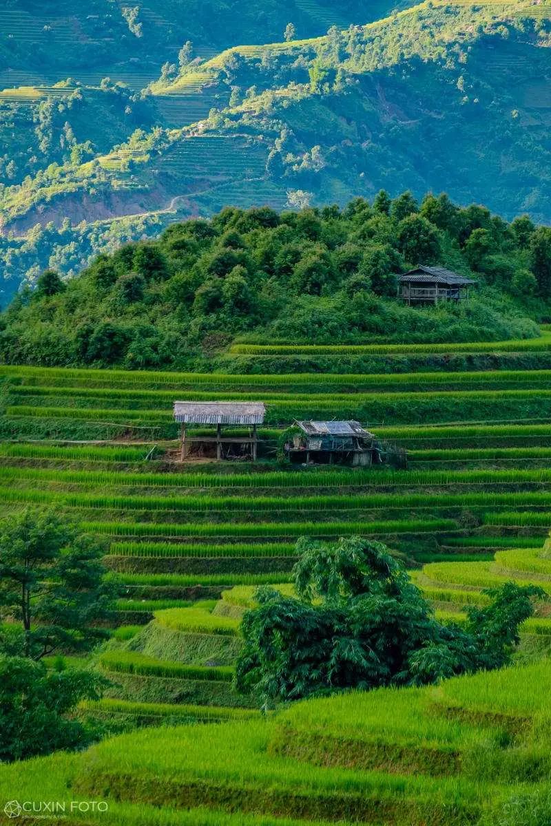 M&ugrave; Cang Chải h&ugrave;ng vĩ v&agrave; n&ecirc;n thơ tr&ecirc;n v&ugrave;ng cao Y&ecirc;n B&aacute;i 4