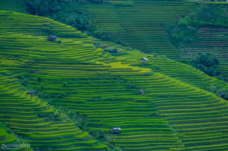 M&ugrave; Cang Chải h&ugrave;ng vĩ v&agrave; n&ecirc;n thơ tr&ecirc;n v&ugrave;ng cao Y&ecirc;n B&aacute;i 2