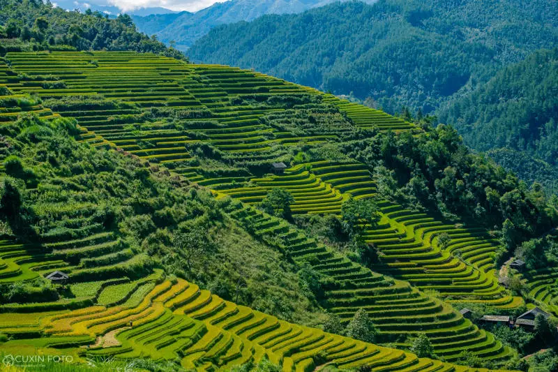 M&ugrave; Cang Chải h&ugrave;ng vĩ v&agrave; n&ecirc;n thơ tr&ecirc;n v&ugrave;ng cao Y&ecirc;n B&aacute;i 5
