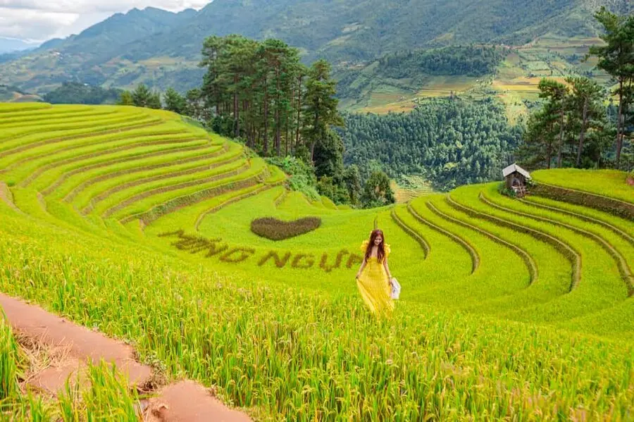 Ngắm l&uacute;a M&ugrave; Cang Chải, trải nghiệm kh&ocirc;ng thể thiếu khi đến với Y&ecirc;n B&aacute;i 6