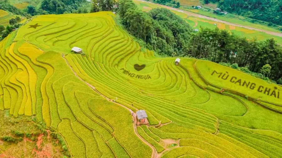 Ngắm l&uacute;a M&ugrave; Cang Chải, trải nghiệm kh&ocirc;ng thể thiếu khi đến với Y&ecirc;n B&aacute;i 7