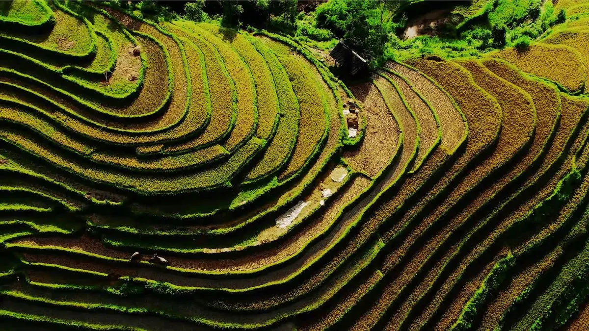 Review La P&aacute;n Tẩn - Xao xuyến ruộng bậc thang m&ugrave;a v&agrave;ng m&ecirc; hoặc 9