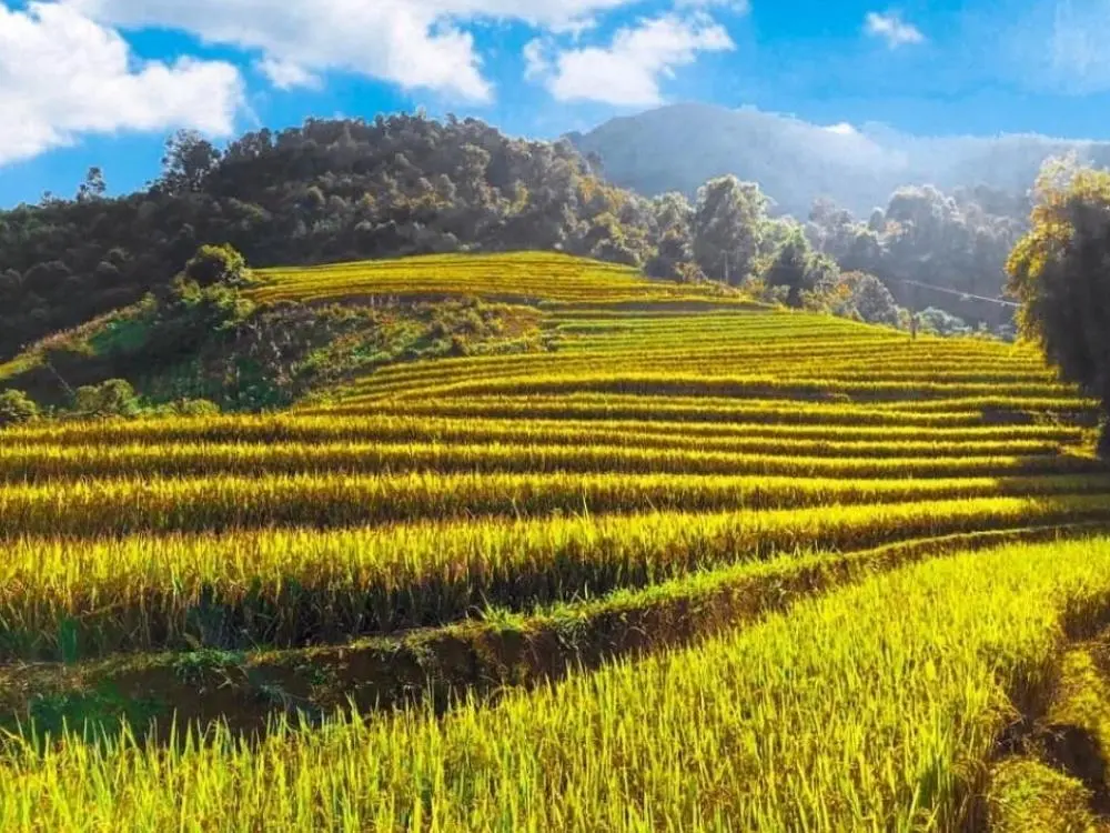 Review Mù Cang Chải - Hương lúa gói ghém cả miền thương nhớ 2