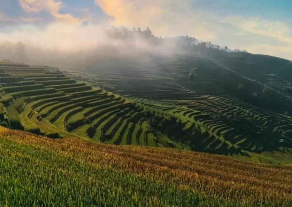 Review Mù Cang Chải - Hương lúa gói ghém cả miền thương nhớ 8