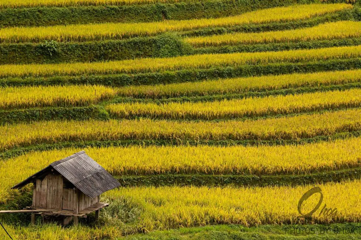 Review M&ugrave; Cang Chải - Vẻ đẹp b&igrave;nh y&ecirc;n tr&ecirc;n những bản l&agrave;ng v&ugrave;ng cao 3