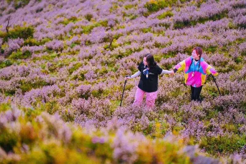 Trekking m&ugrave;a hoa Chi P&acirc;u phủ sắc t&iacute;m khắp T&agrave; Ch&igrave; Nh&ugrave; 4