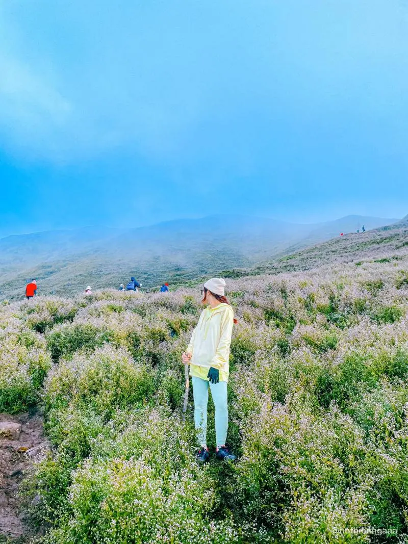 Trekking m&ugrave;a hoa Chi P&acirc;u phủ sắc t&iacute;m khắp T&agrave; Ch&igrave; Nh&ugrave; 11