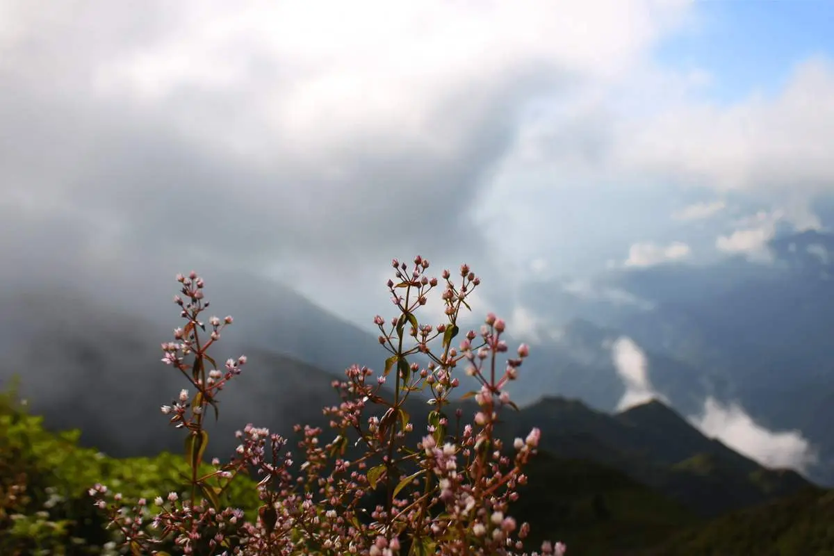 Trekking m&ugrave;a hoa Chi P&acirc;u phủ sắc t&iacute;m khắp T&agrave; Ch&igrave; Nh&ugrave; 14
