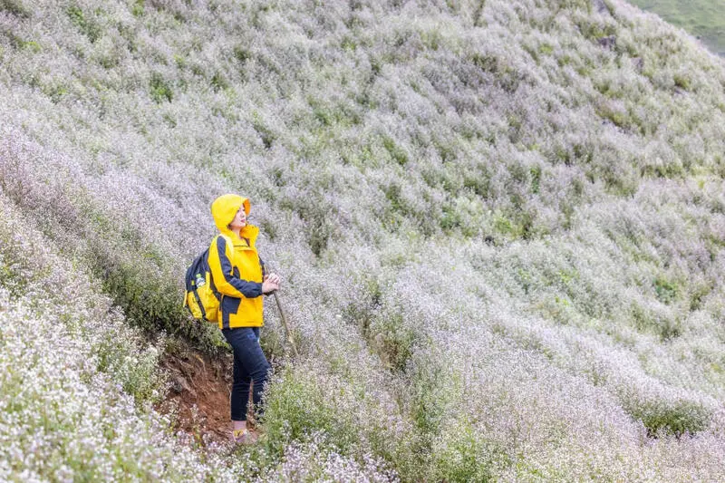 Trekking m&ugrave;a hoa Chi P&acirc;u phủ sắc t&iacute;m khắp T&agrave; Ch&igrave; Nh&ugrave; 19
