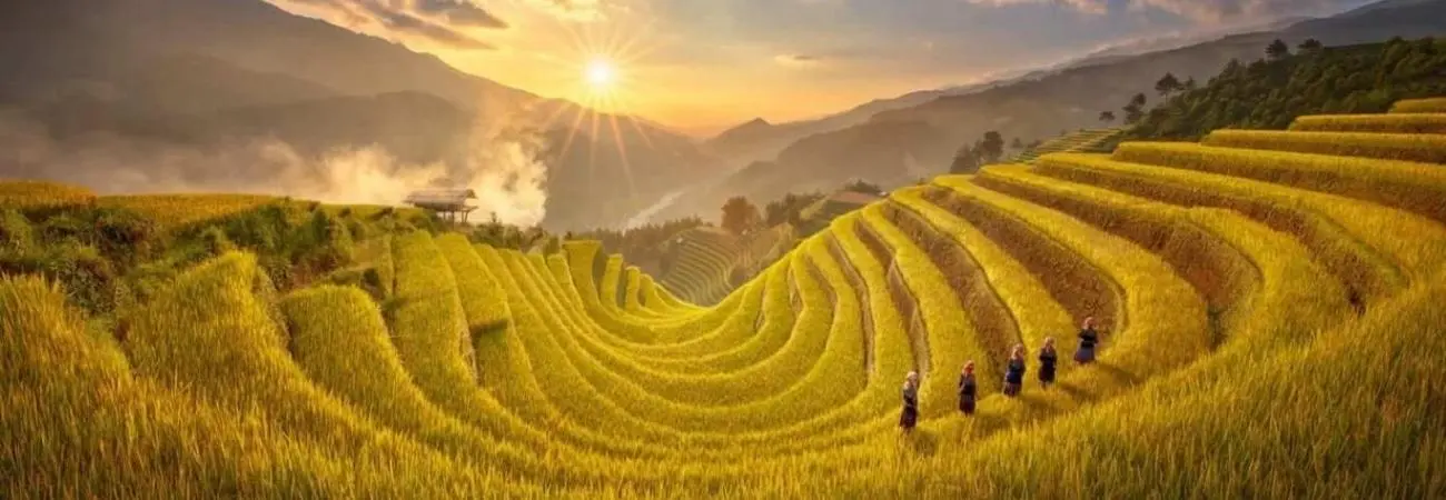 Review Mù Cang Chải - Hương lúa gói ghém cả miền thương nhớ