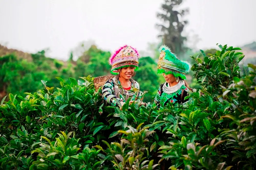 Đặc sắc lễ Z&ugrave; xu - lễ c&uacute;ng họ của người Hm&ocirc;ng Suối Gi&agrave;ng ở Y&ecirc;n B&aacute;i 4