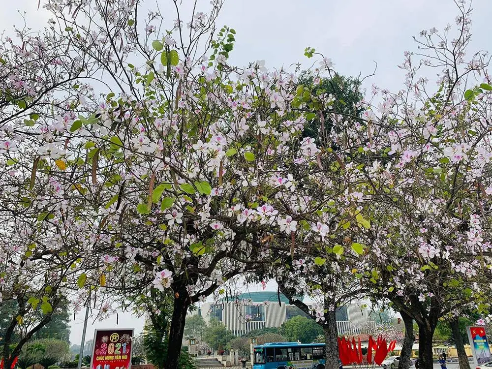 Lễ hội Hoa ban - Mường L&ograve; v&agrave; những tinh hoa miền T&acirc;y Bắc 3