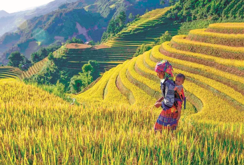 Mù Cang Chải mùa lúa chín: Kinh nghiệm săn trọn khoảnh khắc vàng đẹp nhất