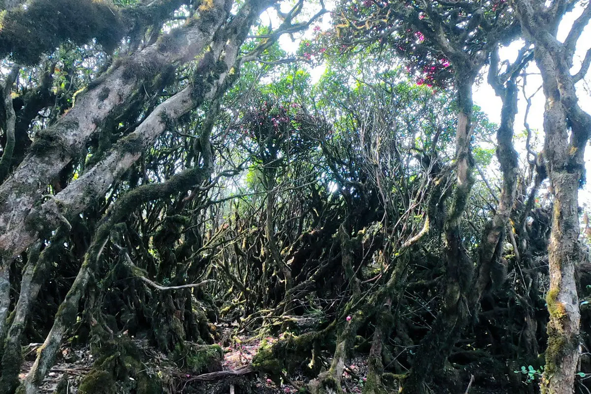Lịch tr&igrave;nh trekking T&agrave; X&ugrave;a 3N2Đ - 72 giờ leo n&uacute;i săn m&acirc;y 19