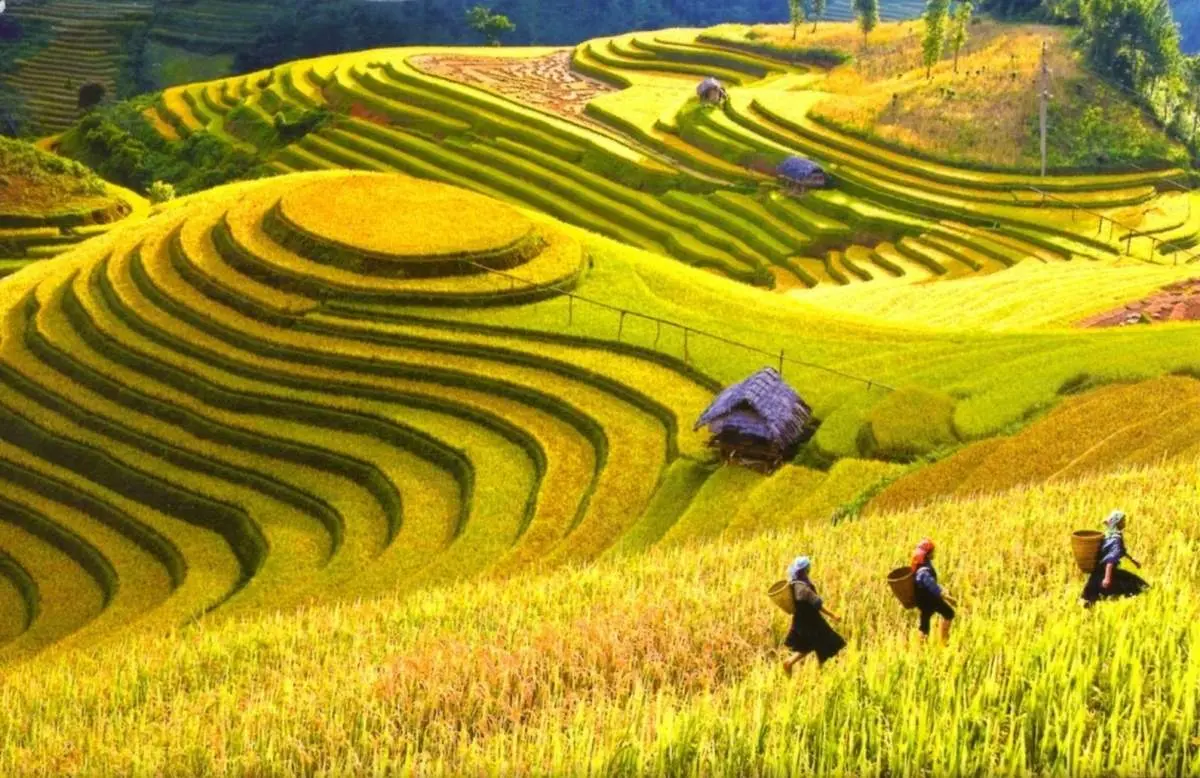 Lưu gấp Lịch tr&igrave;nh M&ugrave; Cang Chải 3N2Đ chi tiết nhất 2026 8